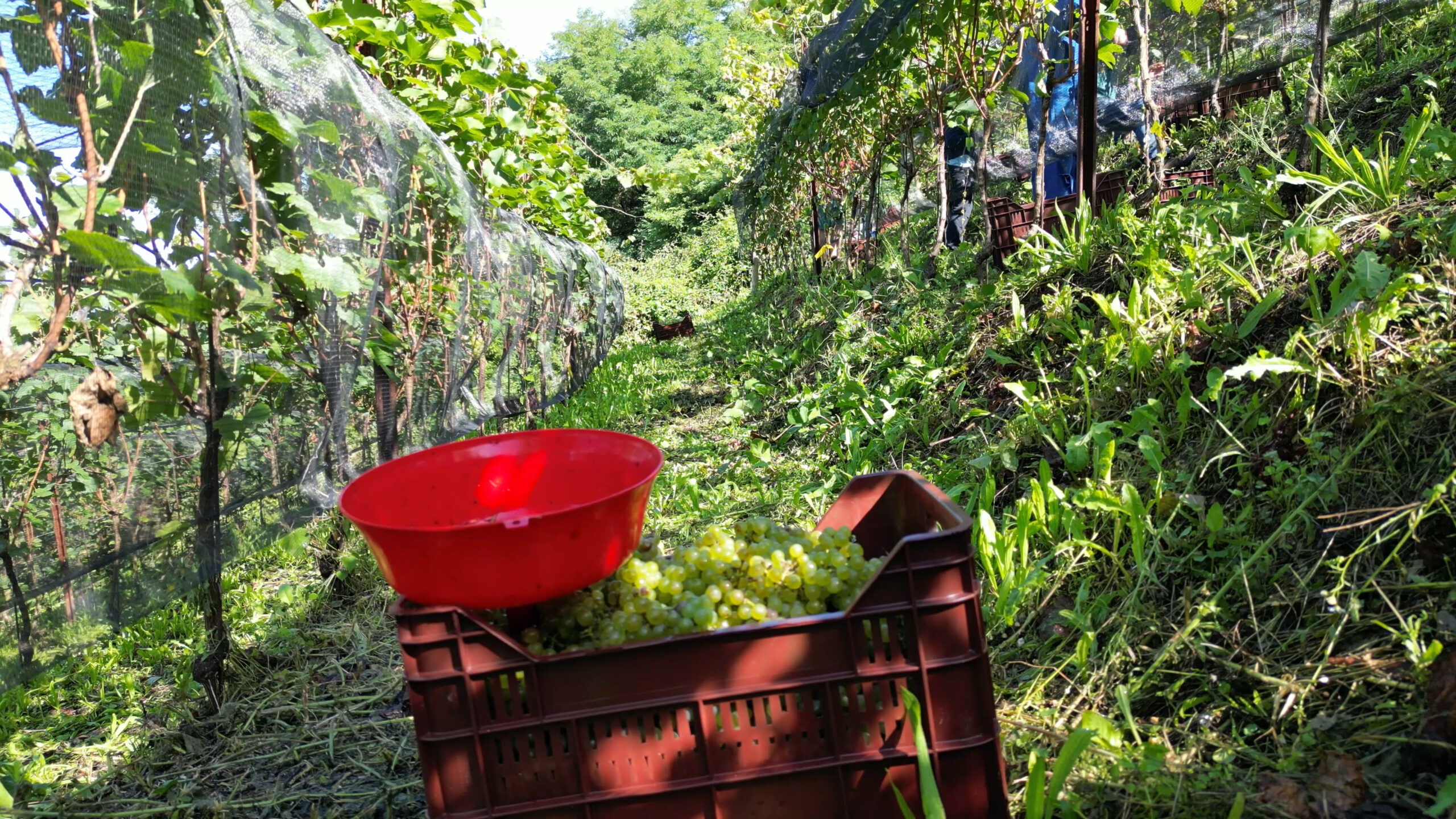 Raccolta dello Chardonnay per base spumante al campo delle Fontanaze - Cantina Michele Sartori